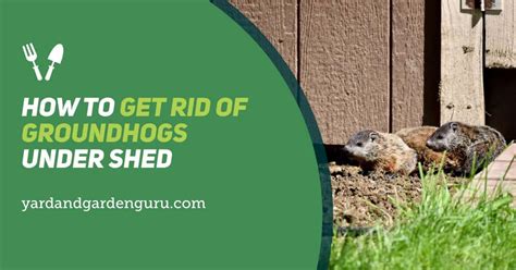 How to get rid of groundhogs under shed. Things To Know About How to get rid of groundhogs under shed. 